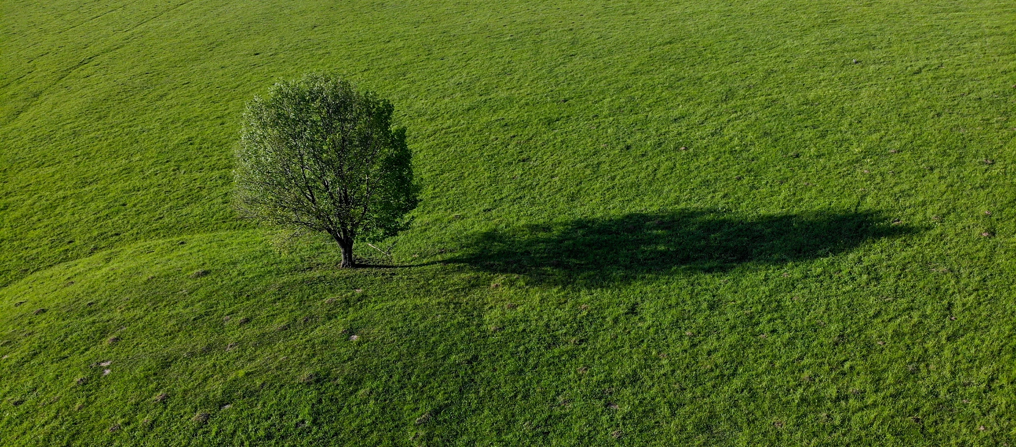 Din arborist i Skåne